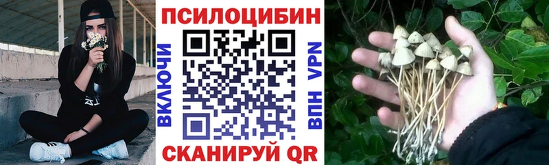 Галлюциногенные грибы Psilocybe  Малгобек 